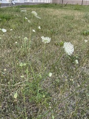 Daucus carota