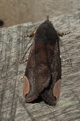 Chrysopera combinans