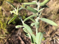Crotalaria brevis