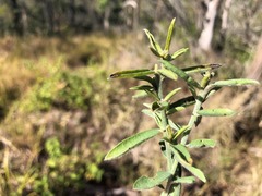 Crotalaria brevis