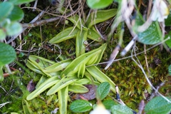 Pinguicula alpina