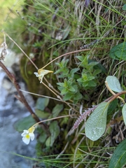 Pinguicula alpina
