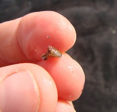 Micrelenchus sanguineus