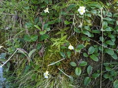 Pinguicula alpina