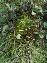 Pinguicula alpina