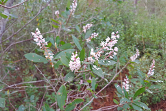 Cliftonia monophylla