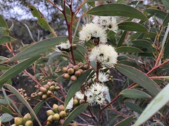 Eucalyptus diversifolia