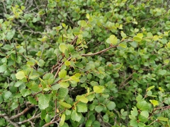 Betula nana