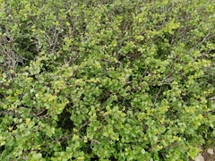 Betula nana