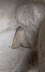 Photedes minima