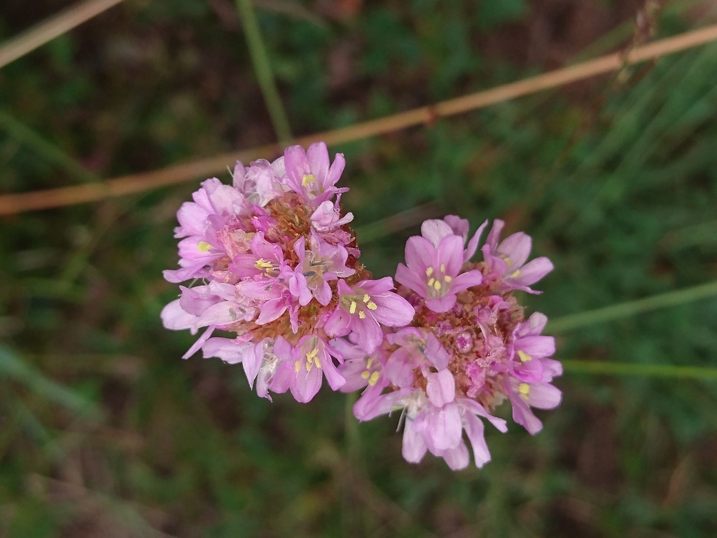Armeria langei