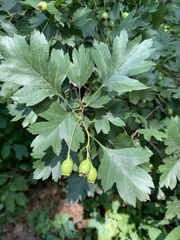Crataegus ambigua