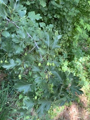 Crataegus ambigua
