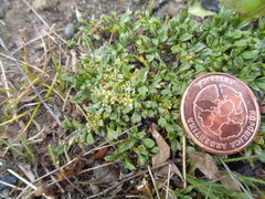 Azorella fuegiana