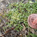 Azorella fuegiana - Photo (c) danplant, algunos derechos reservados (CC BY-NC), subido por danplant