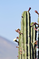 Stenocereus queretaroensis