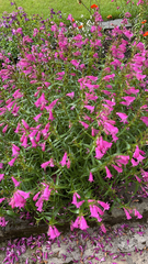 Penstemon roseus