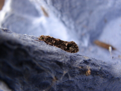 Lysiphragma epixyla