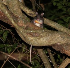 Uromys caudimaculatus