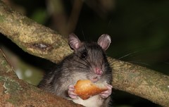 Uromys caudimaculatus