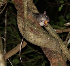 Uromys caudimaculatus