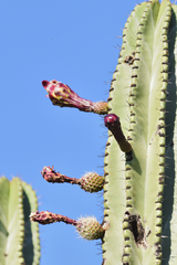 Stenocereus queretaroensis