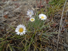 Erigeron imbricatus