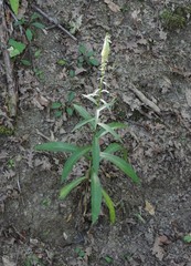 Digitalis micrantha