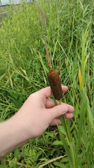 Typha incana