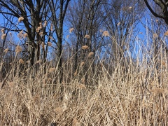 Phragmites australis