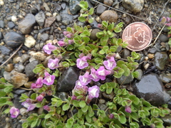 Scutellaria nummulariifolia