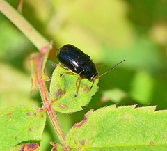 Cryptocephalus flavipes