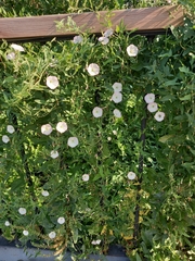 Convolvulus arvensis