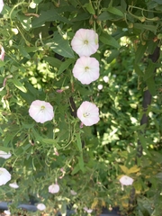 Convolvulus arvensis