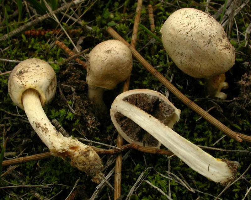 Agaricus wariatodes