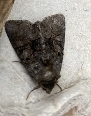 Oligia strigilis