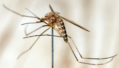 Culiseta alaskaensis