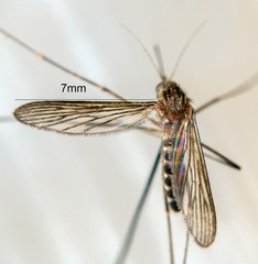 Culiseta alaskaensis