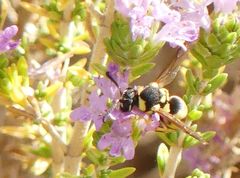 Euodynerus disconotatus