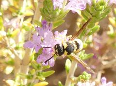 Euodynerus disconotatus