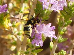 Euodynerus disconotatus