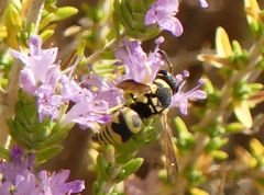 Euodynerus disconotatus