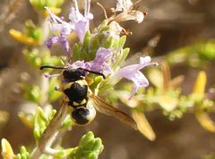 Euodynerus disconotatus