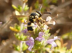 Euodynerus disconotatus