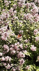 Aglais io