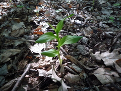 Cephalanthera damasonium