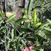 Elaeodendron australe angustifolium - Photo (c) Martin Bennett, μερικά δικαιώματα διατηρούνται (CC BY-NC), uploaded by Martin Bennett