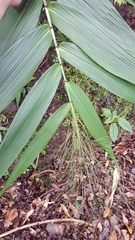 Thysanolaena latifolia image