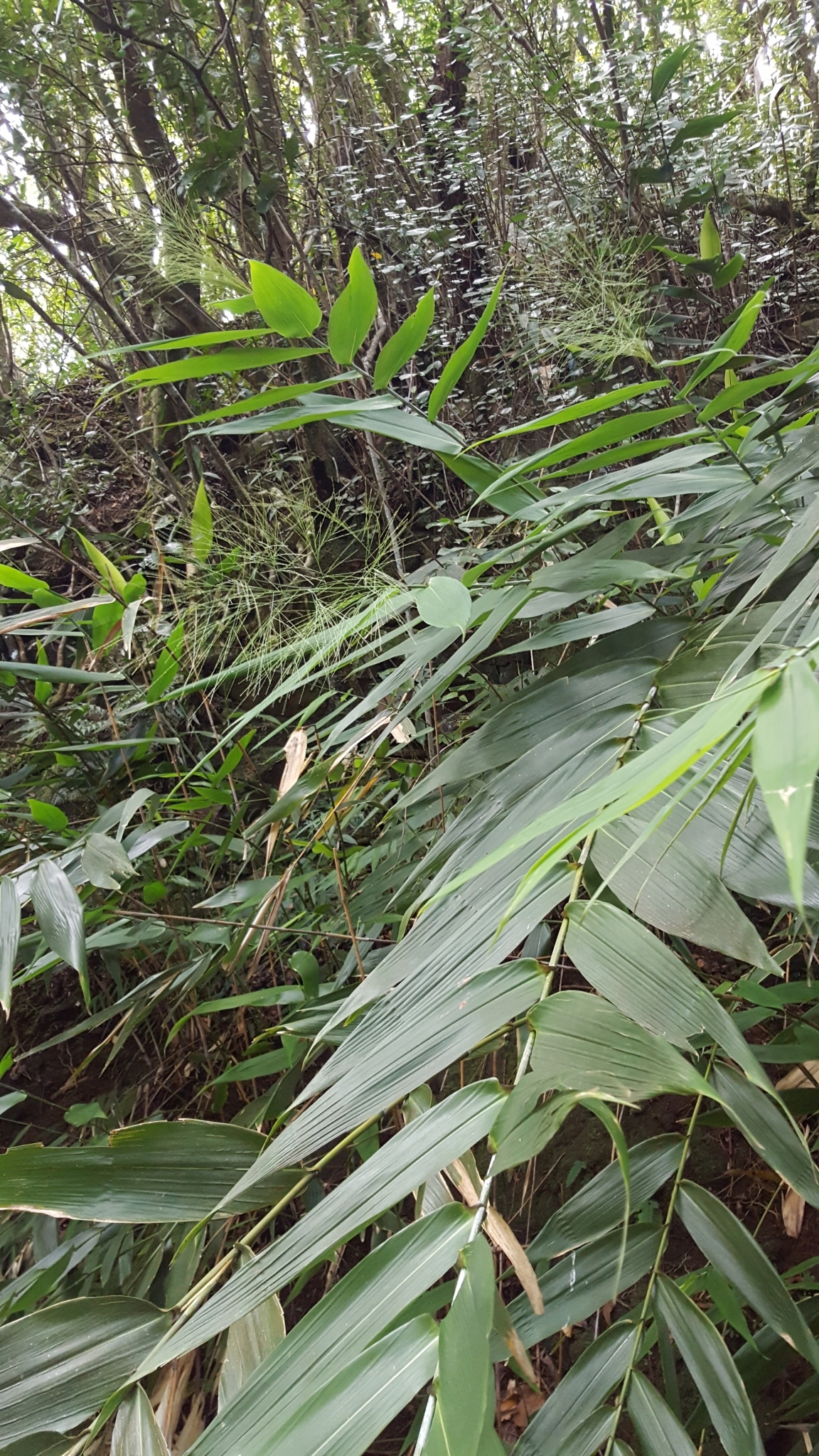 (c) François Rousseu, certains droits réservés (CC BY-NC) https://www.inaturalist.org/observations/86533096