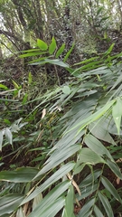 Thysanolaena latifolia image